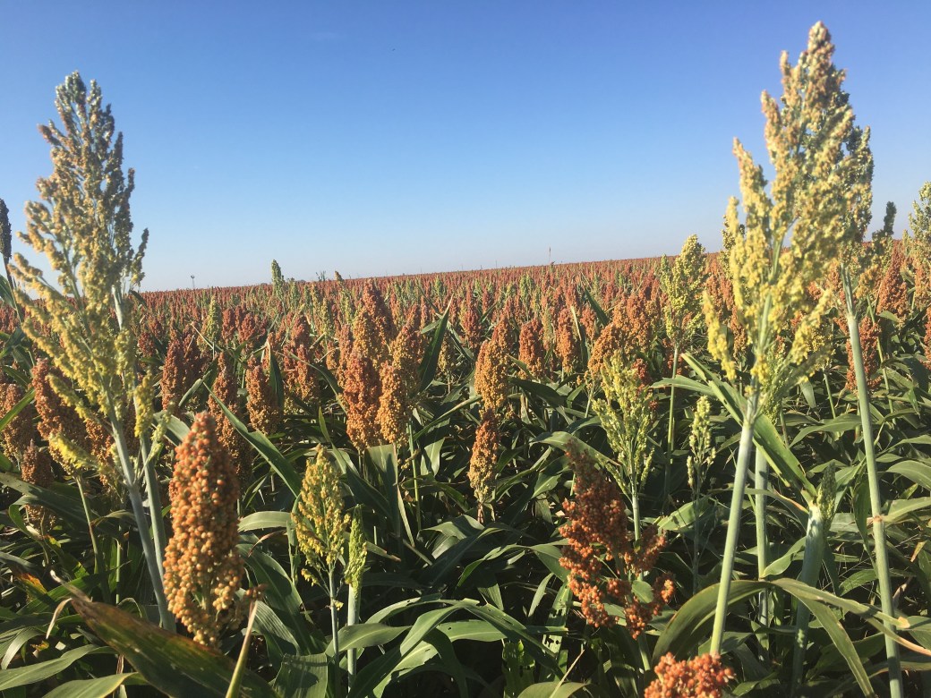 Nice field of Texas sorghum